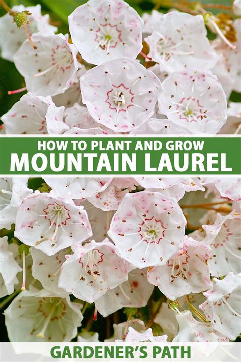 How to Grow Mountain Laurel (Kalmia latifolia) | Gardener’s Path