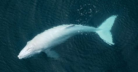 Pilot Snaps Aerial Photos of Rare Albino Humpback Whale Calf Swimming ...