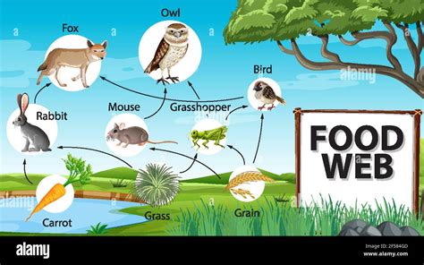 Schéma de la chaîne alimentaire sur illustration de fond de forêt Image ...