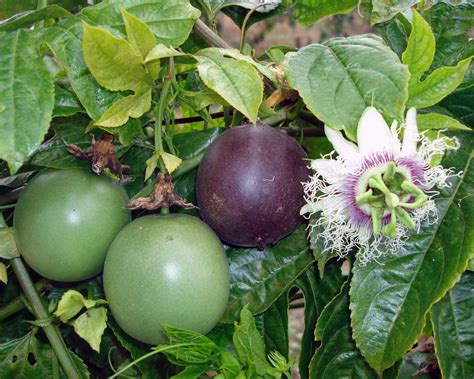 Cultura Guaraní: Mburucuya Morada fruta