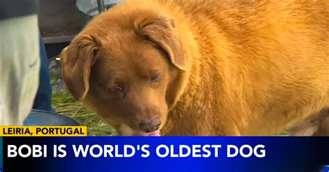 Portuguese Dog Bobi Celebrates 31st Birthday, Becomes World's Oldest Canine!