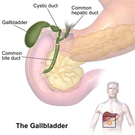 Gallbladder Pain Location Diagram - exatin.info