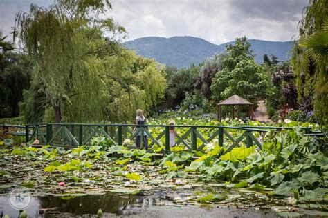 blue lotus water garden, yarra junction — mamma knows east