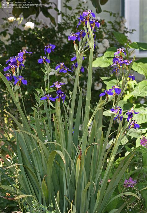 PlantFiles Pictures: Walking Iris, Twelve Apostles (Neomarica caerulea) by AnniesAnnuals