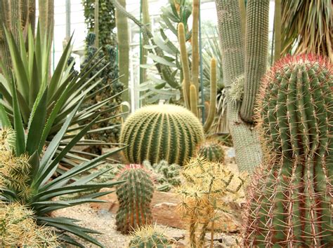 34 Sharp Cactus Garden Ideas