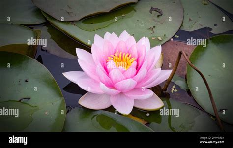 pink water lily in pond Stock Photo - Alamy