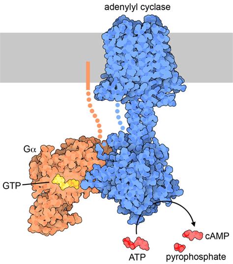 PDB-101: Molecule of the Month: Adenylyl Cyclase