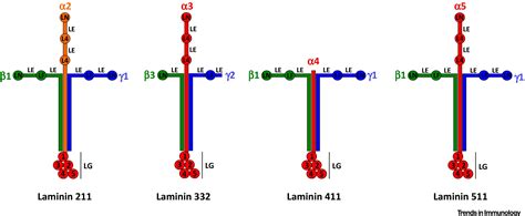 Omniprex News - Laminin 511 is a target antigen in autoimmune pancreatitis