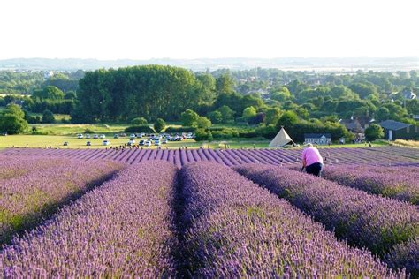 Lavender fields and sunflowers in Hitchin – Biggsy Travels