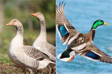 Goose Vs Duck Meat: What Tastes Better? | BestHuntingAdvice