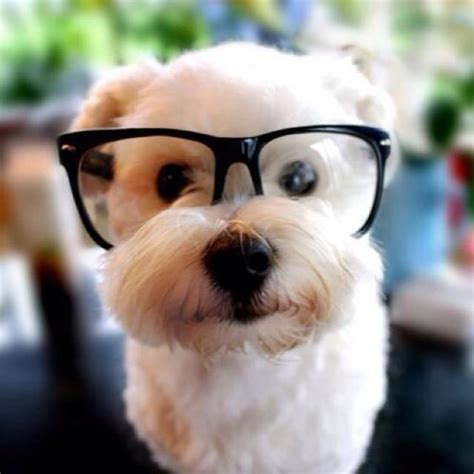 Geek Dog | Cute animal photos, Cute animal pictures, Hipster dog