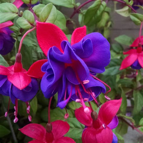 Fuchsia Dark Eyes - Buy Fuchsia Annuals Online