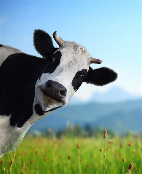 Head of funny cow looking to a camera with Alps and green meadow ...