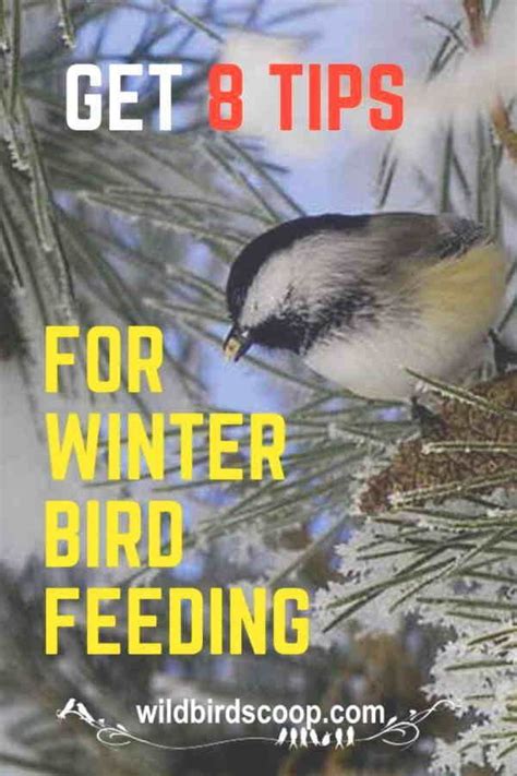 Bird Feeding Tips - Your Guide To Winter Feeding | Feeding birds in ...