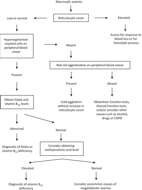 Liver Disease Macrocytic Anemia - Captions Hunter