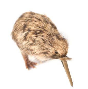 Kiwi Bird - The National Symbol Of New Zealand | Visa First Blog