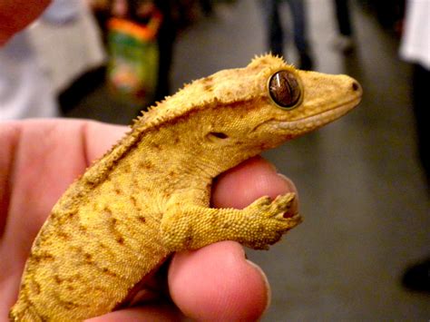 10 Pet Lizards That Don’t Need to Eat Live Food | PetHelpful