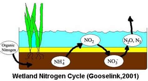 Denitrification - The Nitrogen Cycle