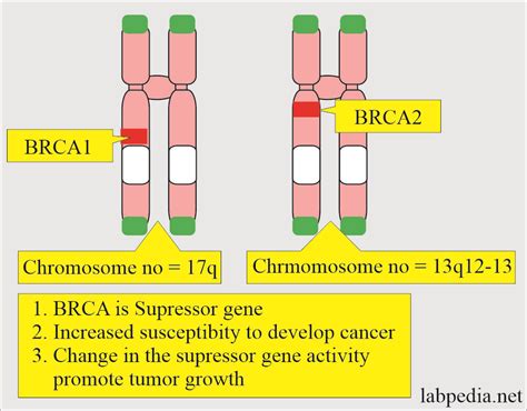 Tumor Marker:- Part 6 - BRCA1, BRCA2, Significance in Breast Cancer - Labpedia.net