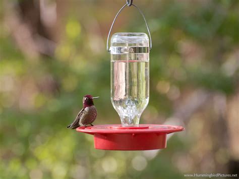 Hummingbird Feeders - Hummingbird Pictures