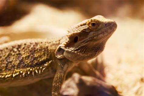 Animal,bearded,creature,desert,dragon - free image from needpix.com