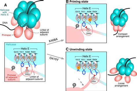 Model for switching between helicase and primase function. The... | Download Scientific Diagram