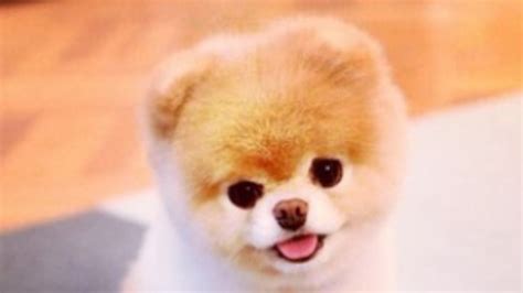 Remembering Boo The Pomeranian