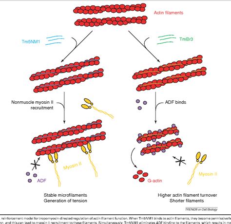 Tropomyosin | Semantic Scholar