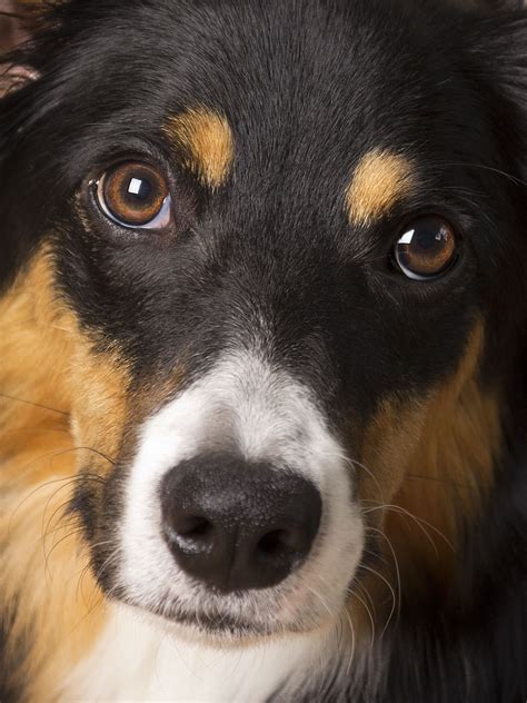 Border collie tri color Luna | Collie, Border collie, Border collie puppies