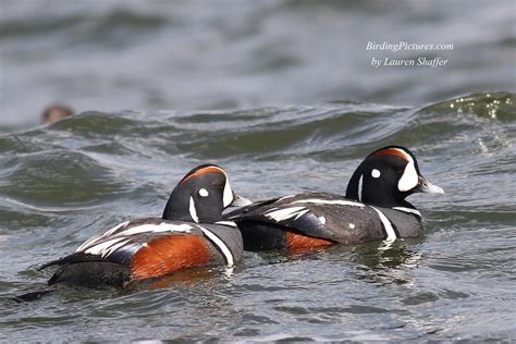 Harlequin Ducks at Barnegat Lighthouse, New Jersey