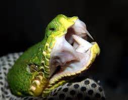 Tree Python Teeth