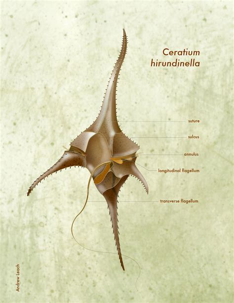 Ceratium hirundinella - Andrew Leach Projects