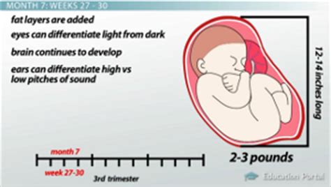 Third Trimester Fetal Development - Lesson | Study.com