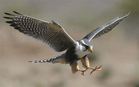 Falcon Wallpaper - WallpaperSafari