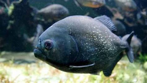 Caring for a Black Piranha - Petculiars