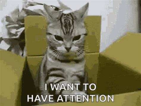 Want Attention Give Me Attention GIF - Want Attention Give Me Attention ...