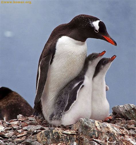 Baby Gentoo Penguin Chicks in Antarctica - WOW!!! | Penguins, Gentoo penguin, Baby animals