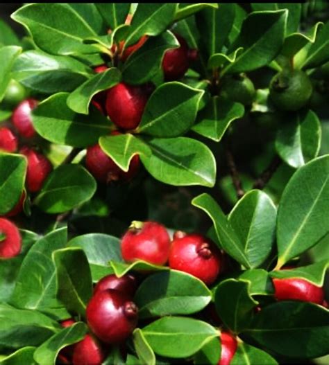 Guava - Strawberry Cattley (Psidium cattleyanum)