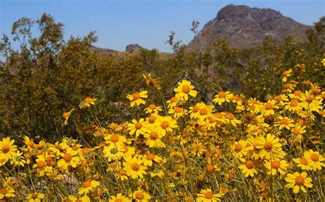 Long-Term Study Identifies Desert Plant’s Response to Climate Change | CSUF News