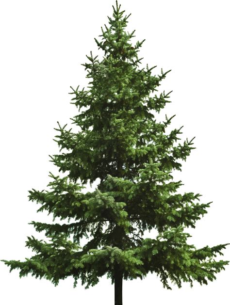 Download Transparent Tree Spruce - Pine Tree Png | Transparent PNG ...