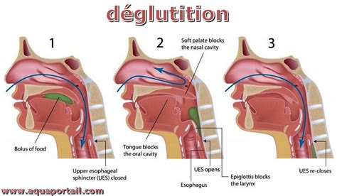 Déglutition : définition et explications – AquaPortail