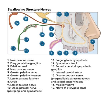 [Figure, Facial nerve supply Contributed by Katherine Humphries] - StatPearls - NCBI Bookshelf