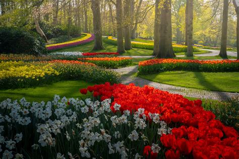 Check Out the Beautiful Flowers in Bloom at the Keukenhof