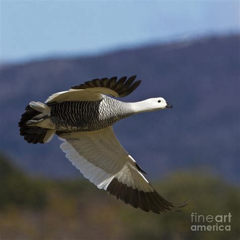 Male Upland Goose #1 Photograph by Jean-Louis Klein & Marie-Luce Hubert - Fine Art America