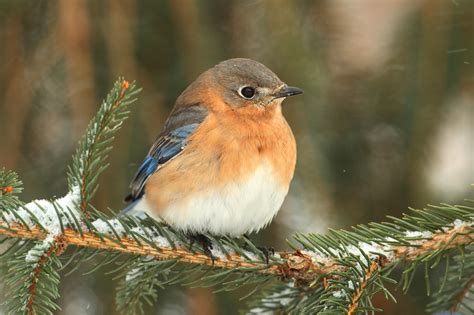 Birds In Indiana: 27 Most Impressive And Colorful Species In This State