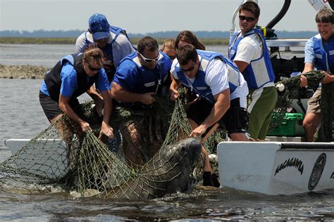 Manatee rescue net to ramp | 8/2009, manatee rescue photo: T… | Flickr