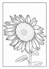 Downloadable Sunflower Coloring Pages sketch template
