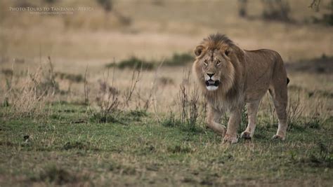 Male Lion Hunting for a Mate | Focusing on Wildlife