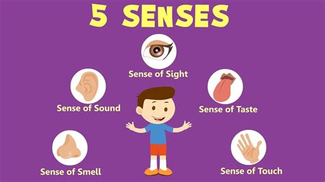 Human Sense Organs | Learn about five Senses | Senses activities, Senses preschool, Senses