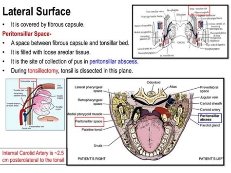 PALATINE-TONSILS Anatomy and applied aspectspresentation | PPT